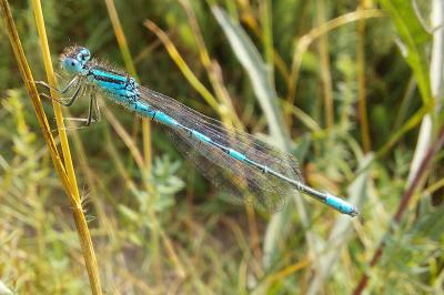 <i>Coenagrion scitulum</i>