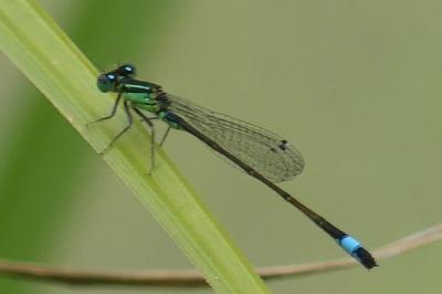 <i>Ischnura elegans</i>