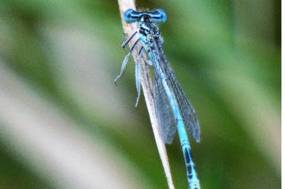 <i>Ischnura elegans</i>