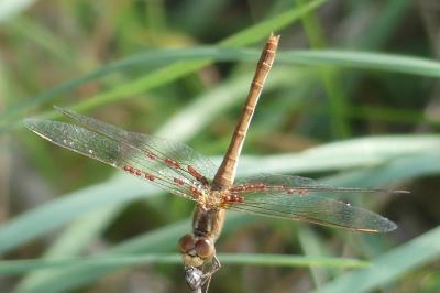 <i>Sympetrum meridionale</i>