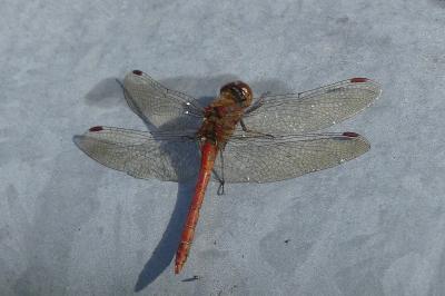 <i>Sympetrum striolatum</i>