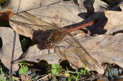 <i>Sympetrum striolatum</i>
