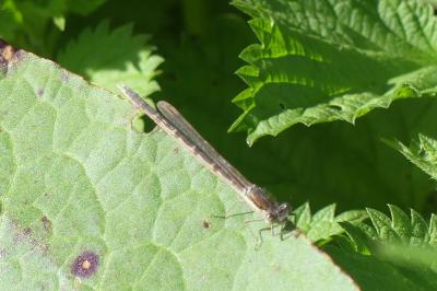 <i>Sympecma fusca</i>