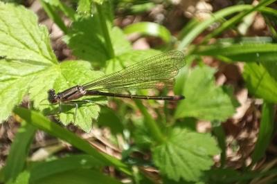 <i>Ischnura elegans</i>