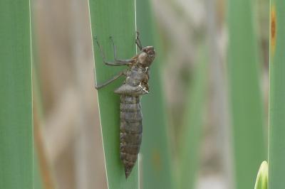 <i>Anax imperator</i>