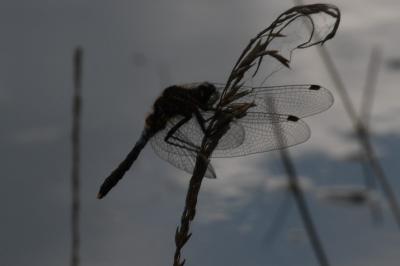 <i>Leucorrhinia caudalis</i>