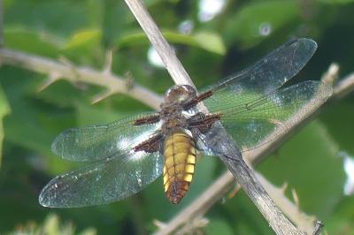 <i>Libellula depressa</i>