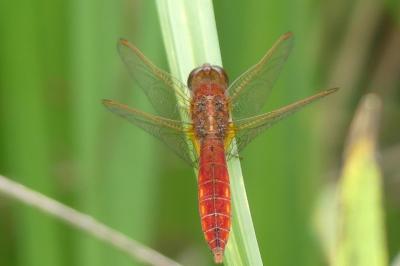 <i>Crocothemis erythraea</i>