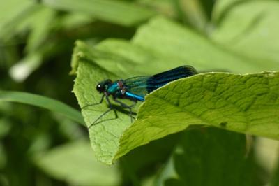 <i>Calopteryx splendens</i>