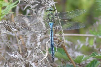 <i>Anax imperator</i>