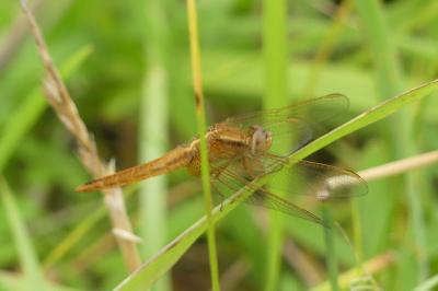 <i>Crocothemis erythraea</i>