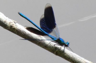 <i>Calopteryx splendens</i>