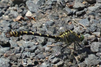 <i>Onychogomphus forcipatus</i>