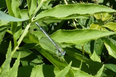 <i>Platycnemis pennipes</i>