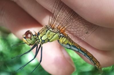 <i>Sympetrum sanguineum</i>
