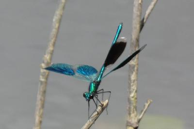 <i>Calopteryx splendens</i>