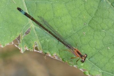 <i>Ischnura elegans</i>