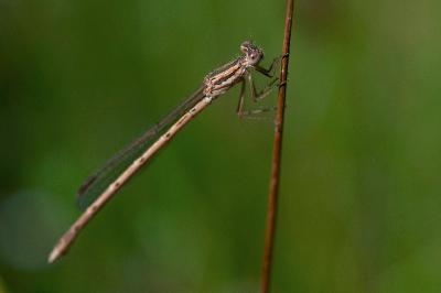 <i>Sympecma fusca</i>