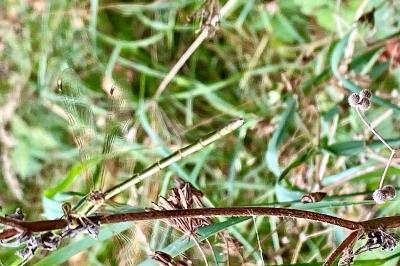 <i>Lestes barbarus</i>