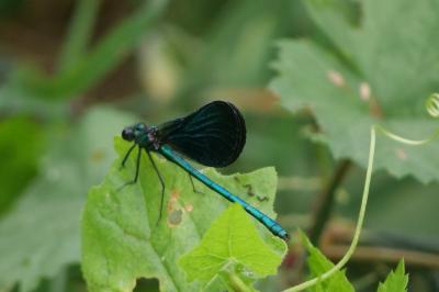 <i>Calopteryx virgo</i>
