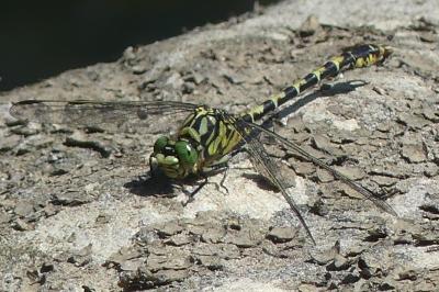<i>Onychogomphus forcipatus</i>
