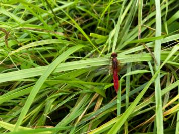 <i>Crocothemis erythraea</i>
