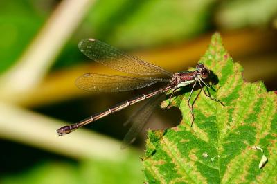 <i>Chalcolestes viridis</i>