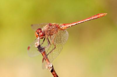 <i>Sympetrum meridionale</i>