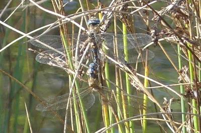 <i>Aeshna mixta</i>