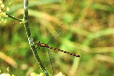 <i>Chalcolestes viridis</i>