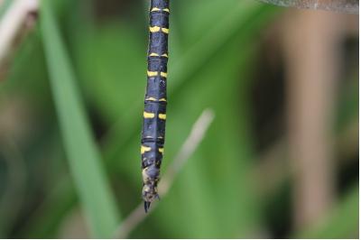 <i>Cordulegaster boltonii</i>