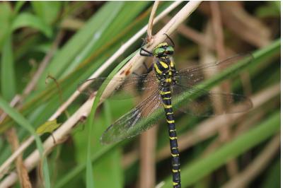 <i>Cordulegaster boltonii</i>