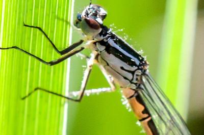 <i>Coenagrion puella</i>