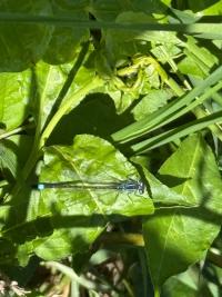 <i>Ischnura elegans</i>