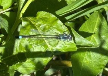 <i>Ischnura elegans</i>