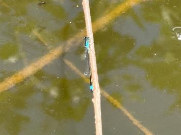 <i>Ischnura elegans</i>