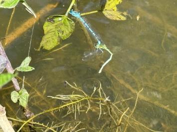 <i>Coenagrion puella</i>