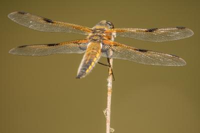 <i>Libellula quadrimaculata</i>