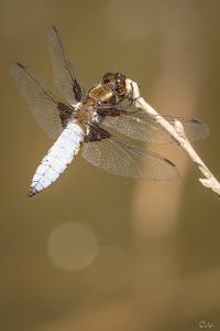 <i>Libellula depressa</i>