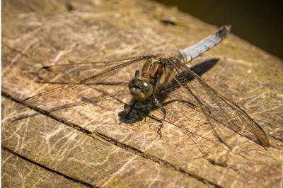 <i>Orthetrum cancellatum</i>