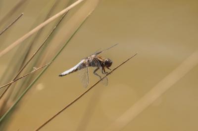 <i>Orthetrum cancellatum</i>