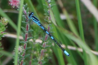<i>Coenagrion scitulum</i>