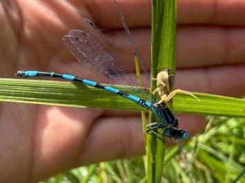 <i>Coenagrion mercuriale</i>
