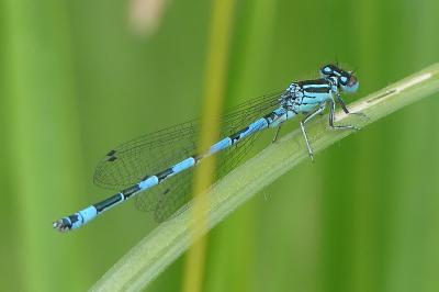 <i>Coenagrion mercuriale</i>