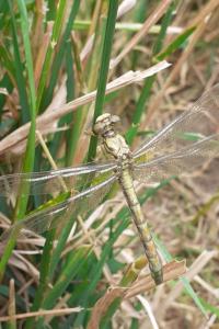 <i>Onychogomphus forcipatus</i>