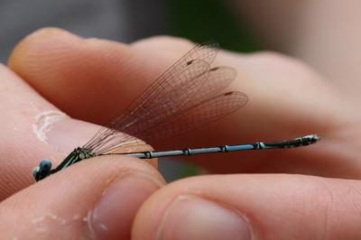 <i>Platycnemis pennipes</i>
