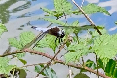 <i>Libellula fulva</i>