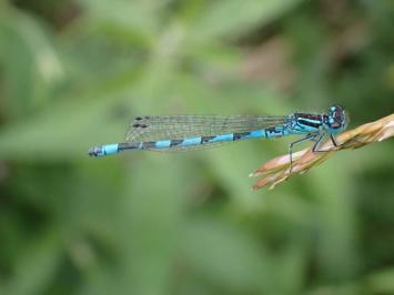 <i>Coenagrion mercuriale</i>