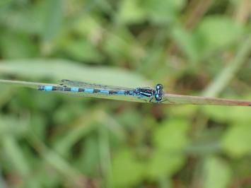 <i>Coenagrion mercuriale</i>