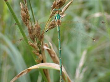 <i>Lestes barbarus</i>